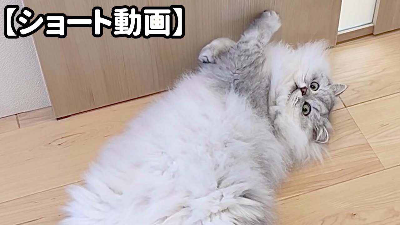 横着な爪研ぎ？を披露する猫 【サイベリアン】 #Shorts