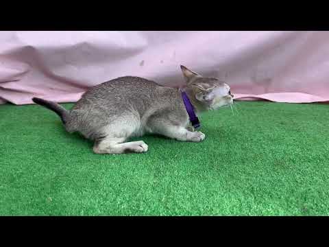 9月1日生まれのシンガプーラの女の子☆