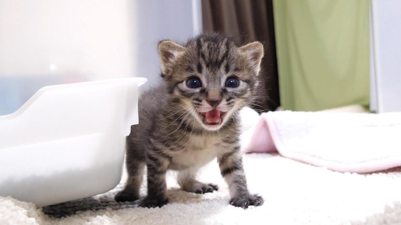 皆とはぐれた子猫が悲しそうな顔で鳴きながら妹たちを探す【赤ちゃん猫　保護猫】