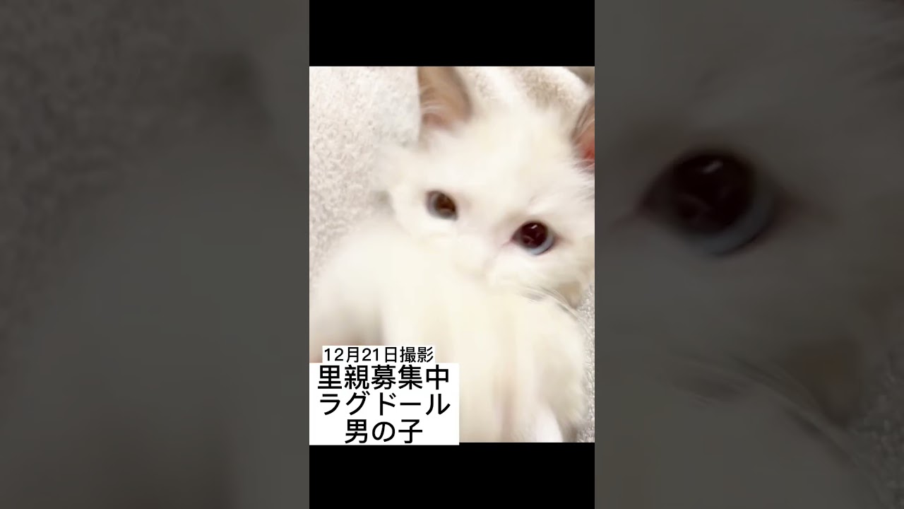 #里親募集中 #子猫 #ラグドール子猫 元気になりました😸