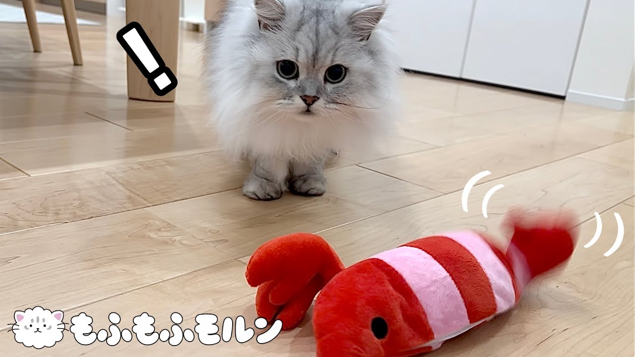 動くエビに対して猫はどう動くのでしょう？ 【サイベリアン】