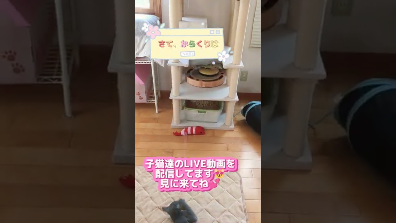 子猫の一人遊び💕   #ロシアンブルー #russianblue