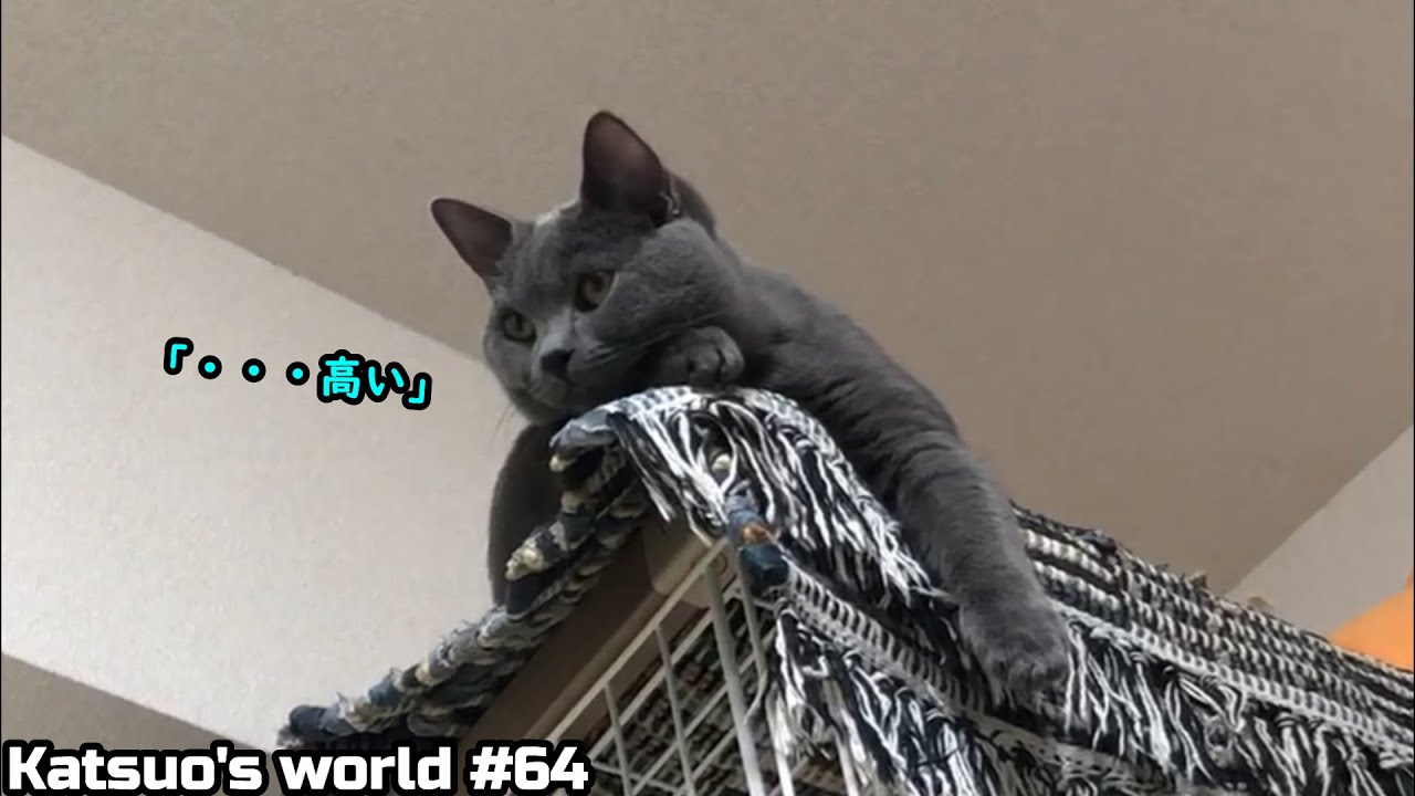 キャットケージのてっぺんでドスンッ・・・の猫【シャルトリュー/#Shorts】