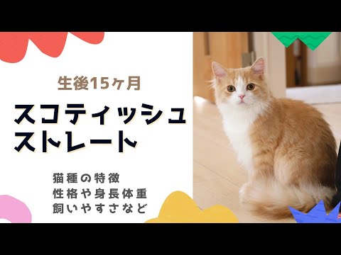 スコティッシュストレートの性格や特徴、１年暮らして分かった立ち耳スコティッシュフォールドの飼いやすさなどを紹介