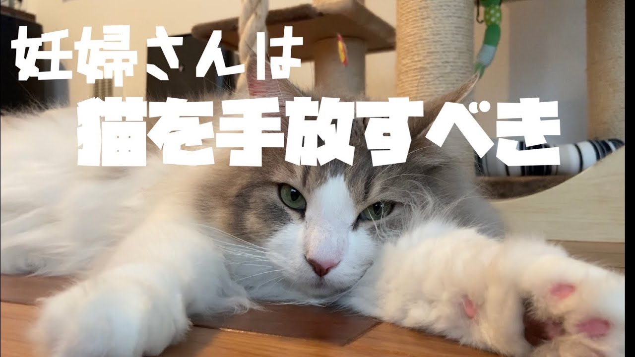 妊娠したら猫は手放してという医者【ノルウェージャンフォレストキャット】