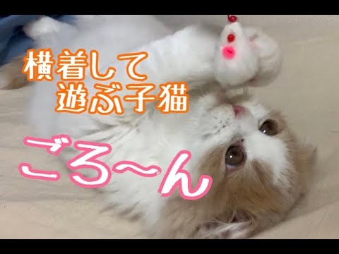 横着しながら遊ぶ子猫【子猫】【スコティッシュフォールド】