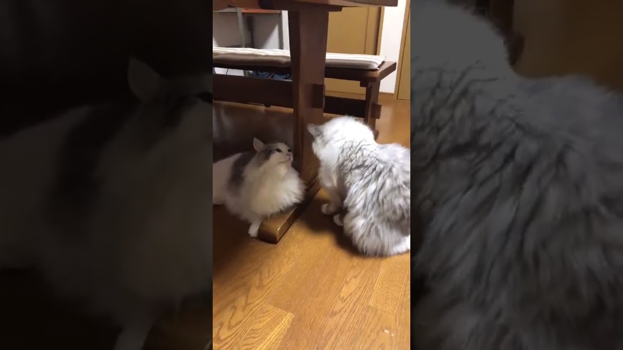 またやってます!猫パンチごっこはじまりましたラガマフィン 猫三兄弟#shorts #ラガマフィン #ragamuffin