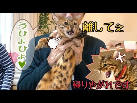 実家から来た父にベンガル猫達が大ブーイング！
