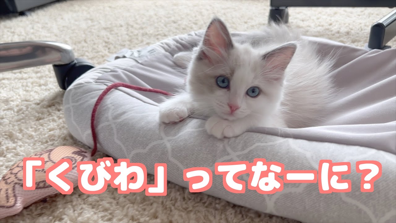 おむかえしたラグドール仔猫、「首輪」と「イージーウォーク」にチャレンジ