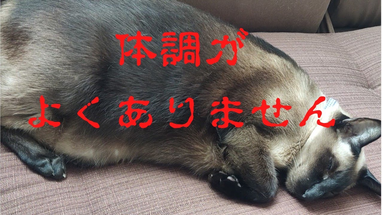 【シャム猫】便秘に嘔吐…喘息。元気がない。