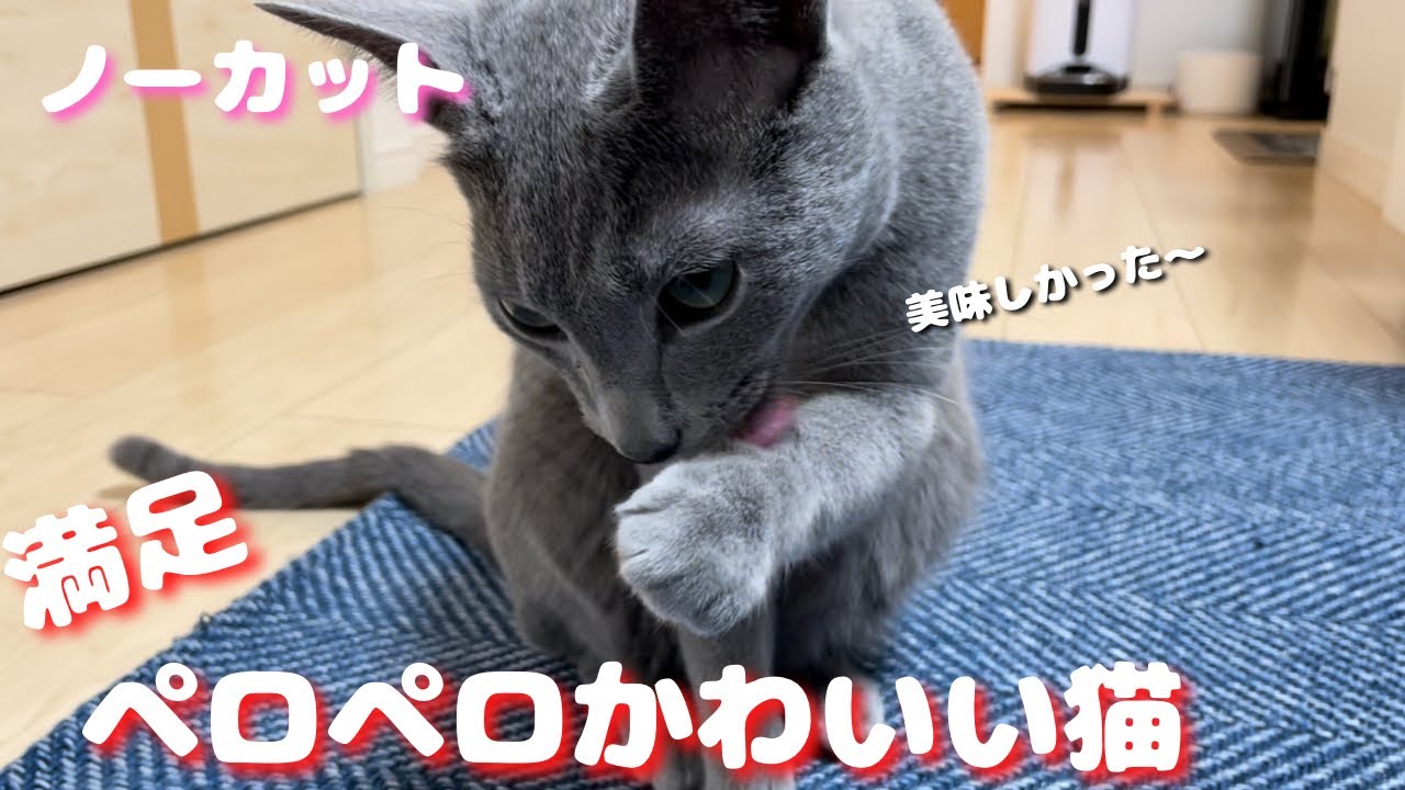 オヤツ後の満足ペロペロが止まらないかわいい猫【ロシアンブルー】