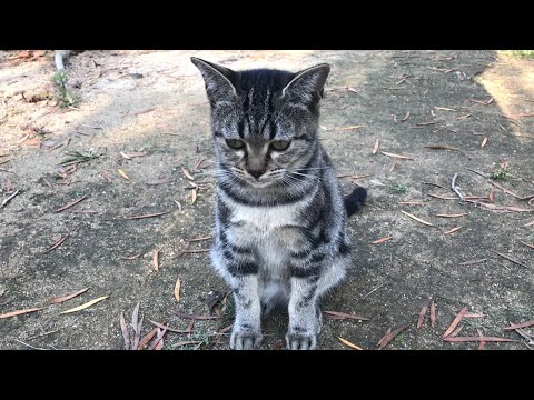 盛大な野良猫の猫集会の中にアメリカンショートヘアがいた There was a stray cat with American shorthair