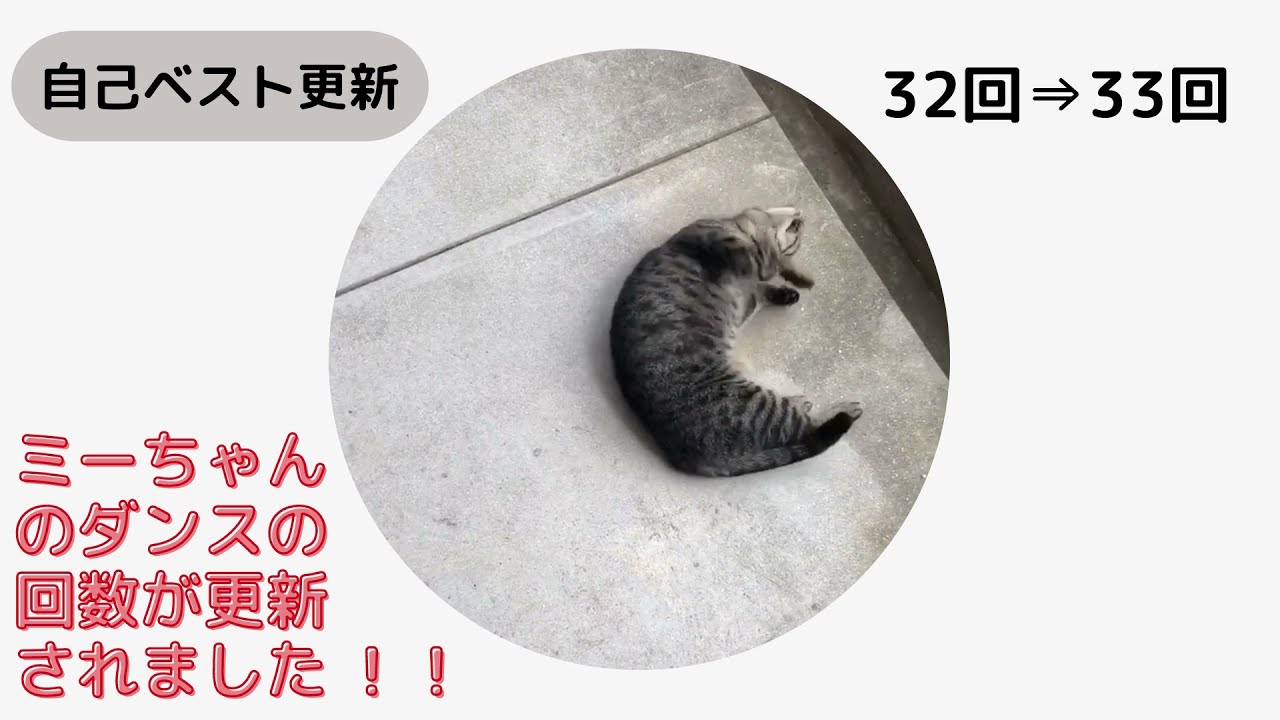【日本猫の３ニャン】ミーちゃんの自己ベスト更新！！