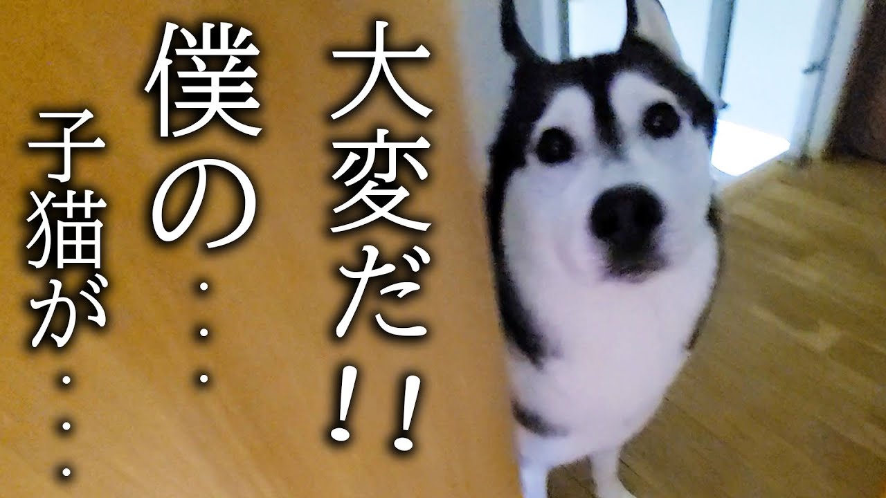 子猫の異変を秒で知らせにきたハスキー犬について行ってみると...