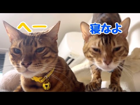 【愚痴注意】夫婦喧嘩の愚痴を夜中に猫に聞いてもらったら迷惑そうにされました