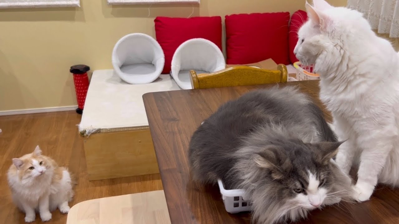 【猫圧】どいてアピールするターキッシュアンゴラwww