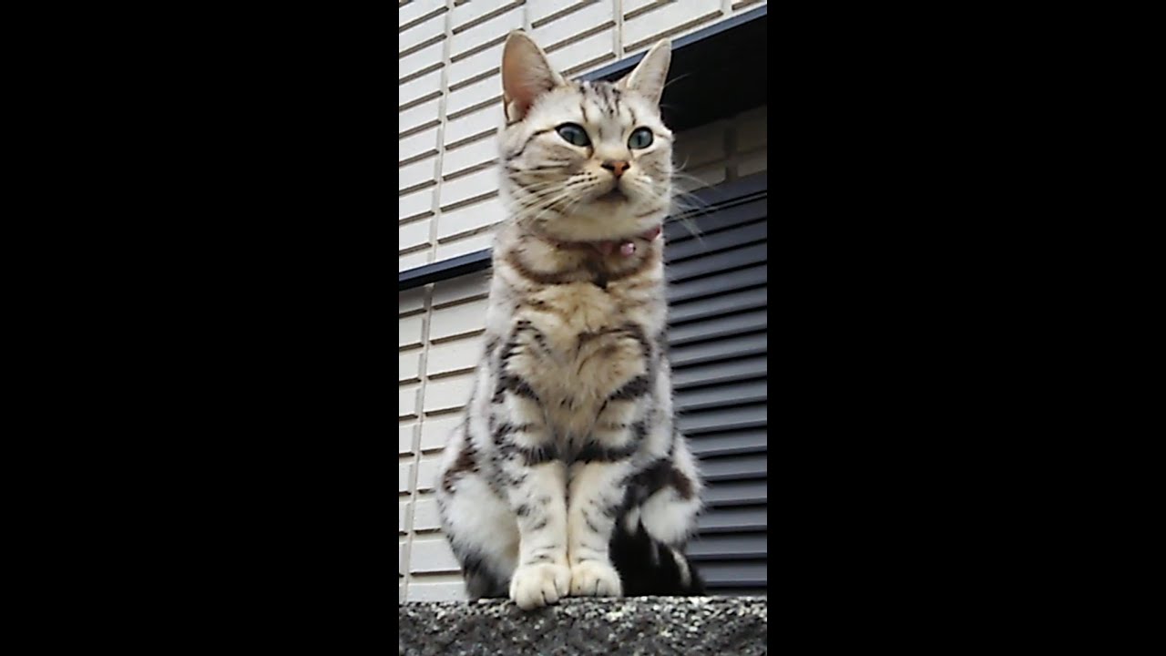 野良猫になったアメリカンショートヘア「ペット」は最後まで責任を持って飼いましょう #shorts