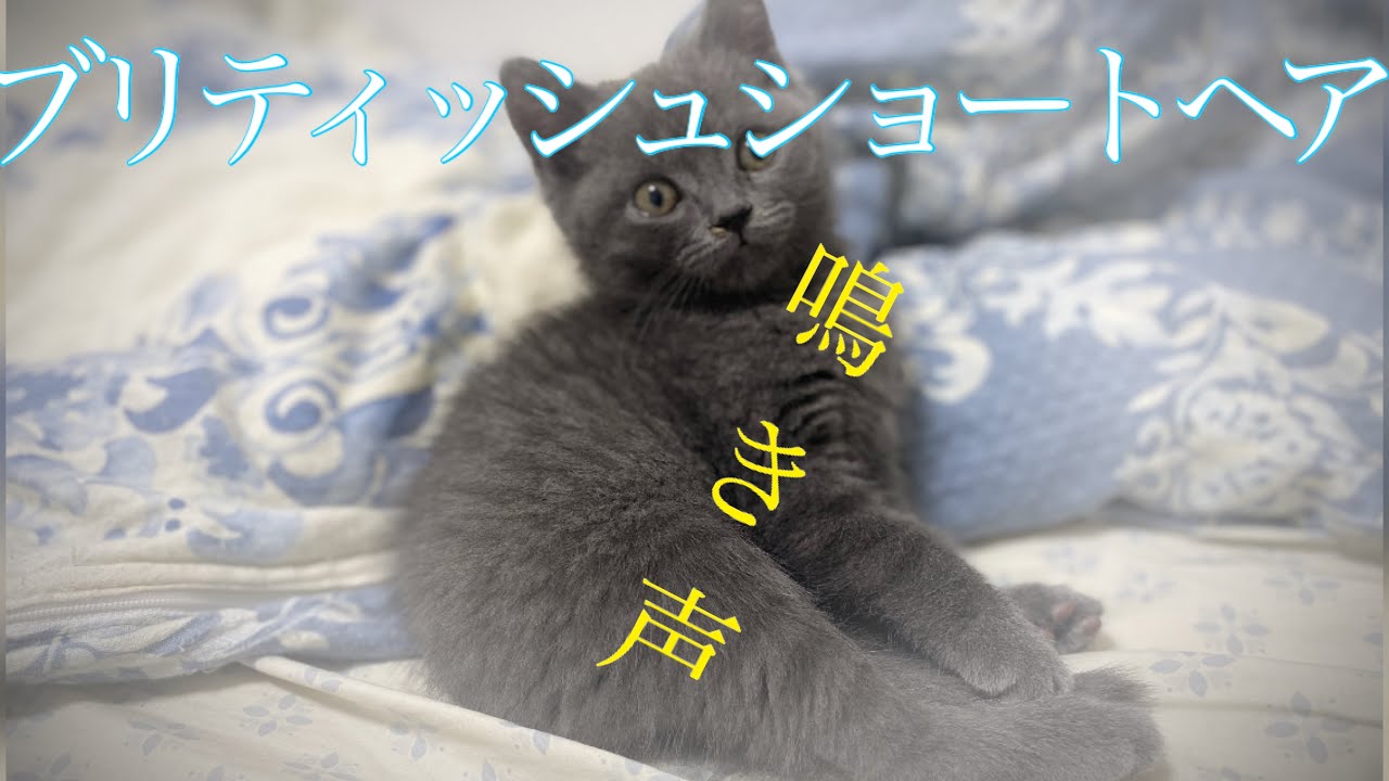 ブリティッシュショートヘアの鳴き声(生後2か月)
