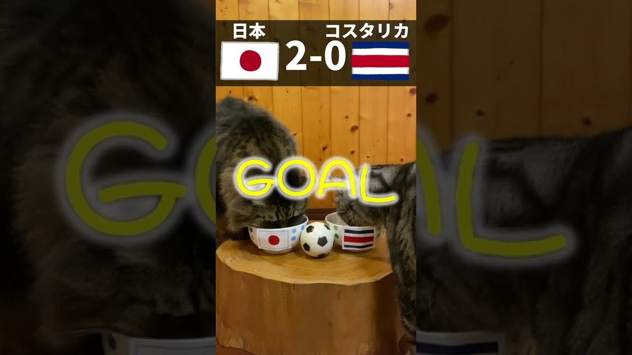 【W杯】日本 対 コスタリカ 猫による試合予想！ #shorts