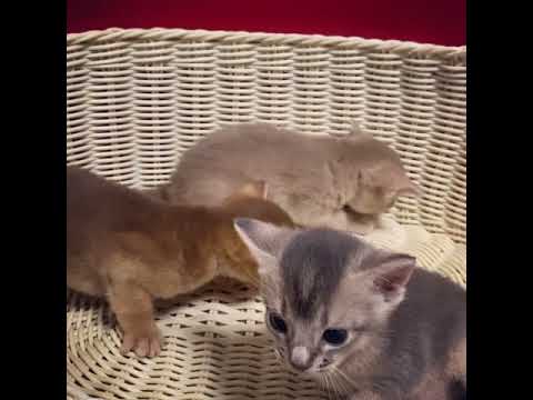 アビシニアンの赤ちゃん3姉妹☆＜2020/10/30産まれ♀＞