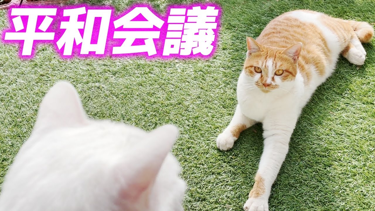 次男猫と庭子猫が見つめ合って可愛すぎる平和会議をしていました…♡[トコちゃんとリク君]