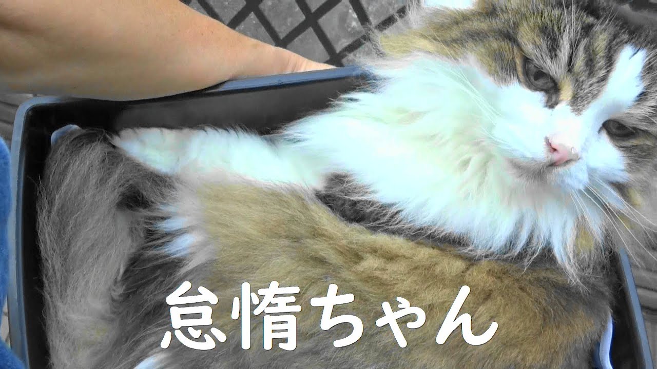 モモ20歳～ものぐさ姫😽💝～怠惰な【ノルウェージャンフォレストキャット】