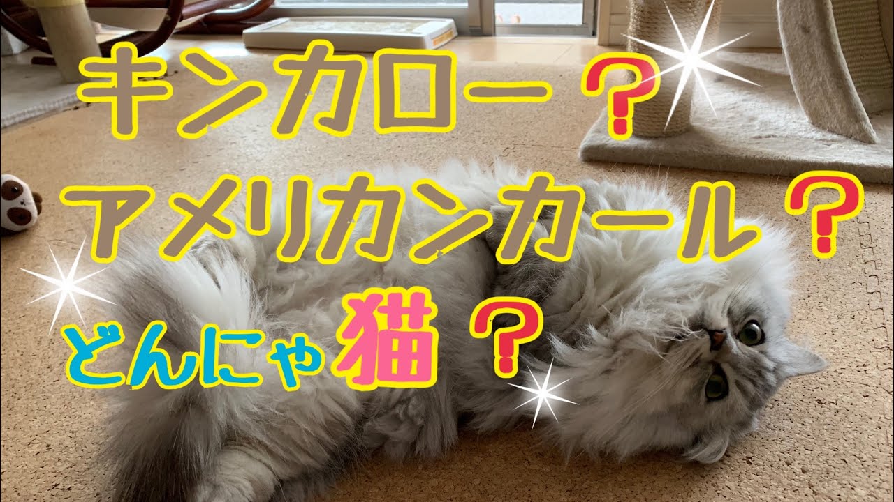 【極短足ミヌエット】しらたま♪の日常その90