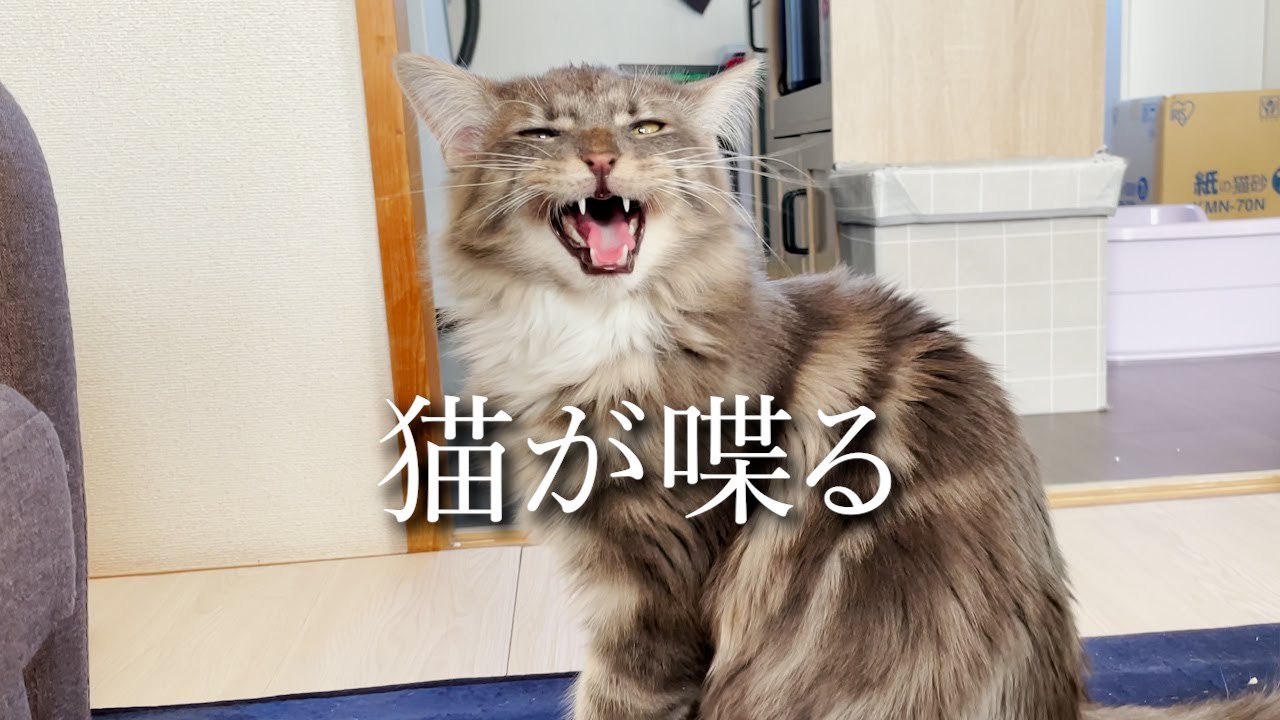 しゃべる猫メインクーンの交渉術が可愛すぎた！！