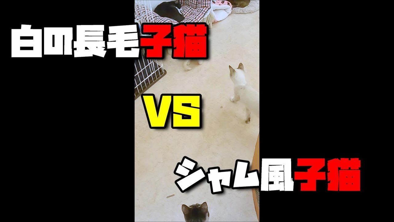 【保護猫】白の長毛子猫VSシャム風子猫 #Shorts