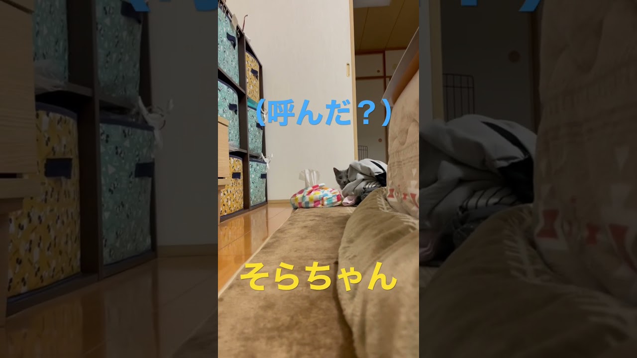 名前を呼ばれたら来ちゃう猫（ロシアンブルー）#shorts