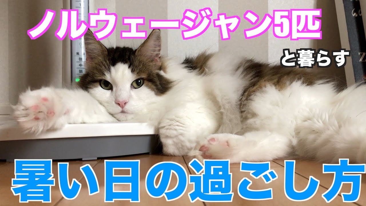 ノルウェージャンフォレストキャットの暑い日の過ごし方。こんな日もいいじゃん