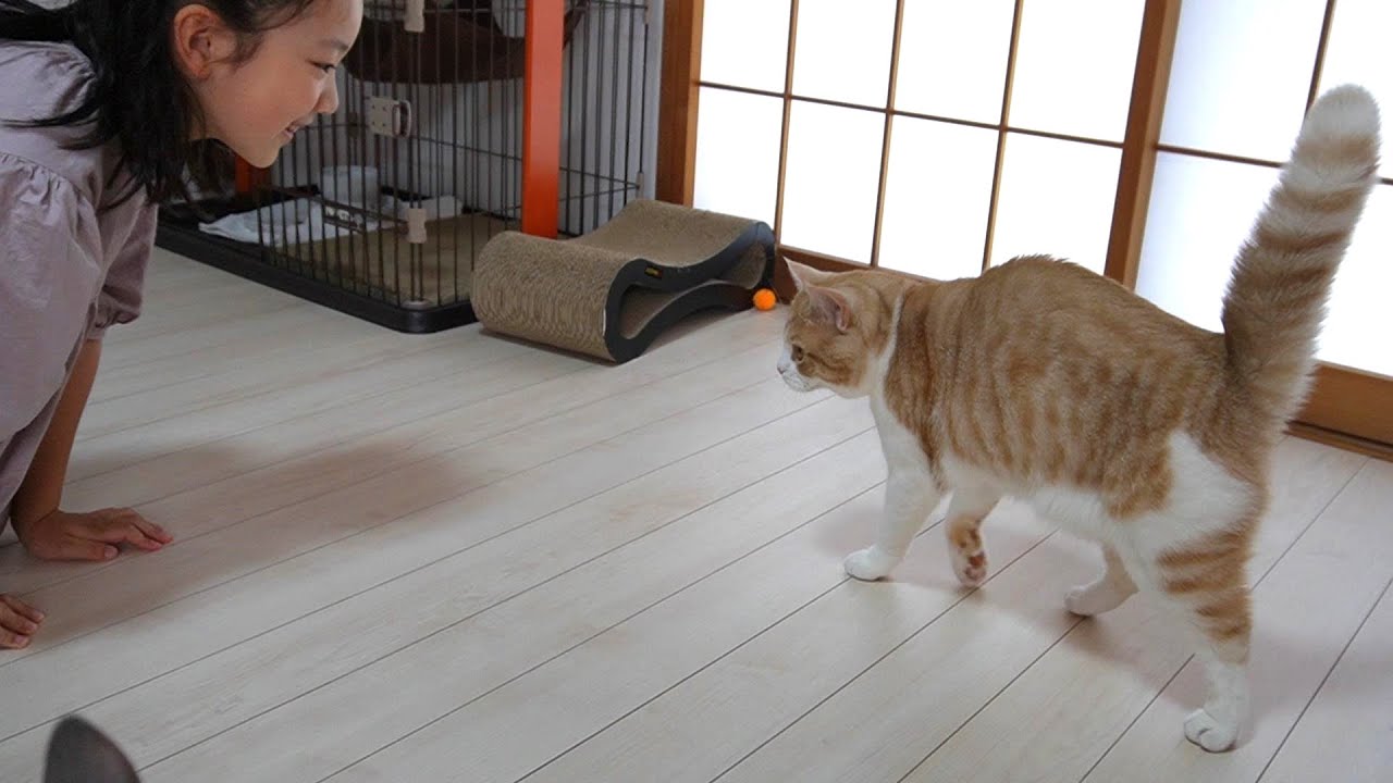 まさか!?やんのかステップでオラオラな猫と娘の再対決!?【スコティッシュフォールド】【アビシニアン】