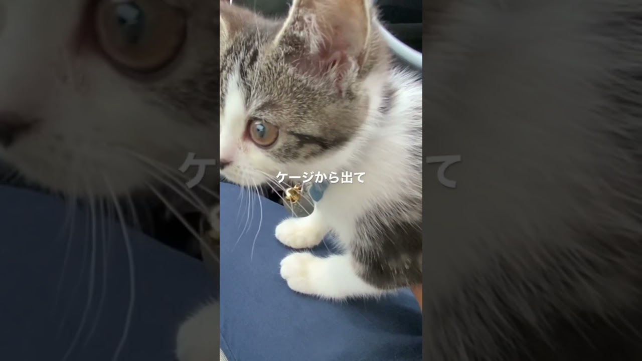子猫動画　マンチカン子猫ラピちゃん　初めての予防接種できんちょう…^_^
