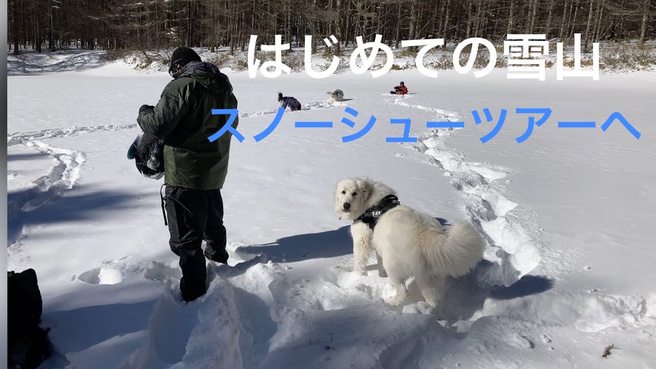 グレートピレニーズと行くワンコ連れスノーシューツアー#greatpyrenees #グレートピレニーズ #スノーシュー