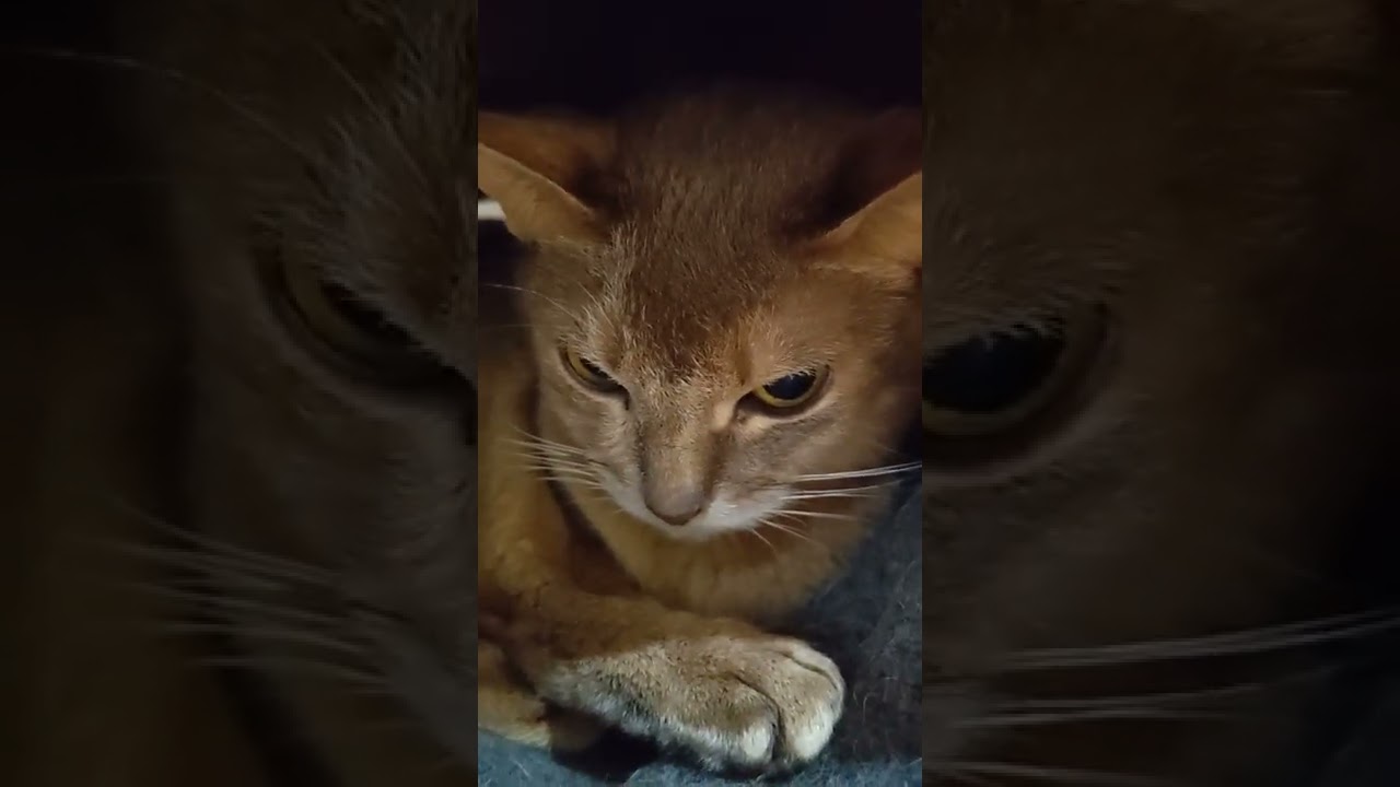 【アビシニアン】アンちゃん元気そう