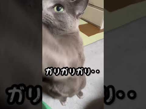 【ロシアンブルー】めろんはお喋りだと思います😌【猫】#shorts