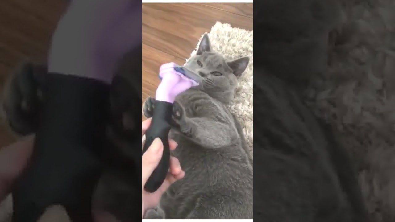 シャルトリュー 子猫 いやなんだって〜