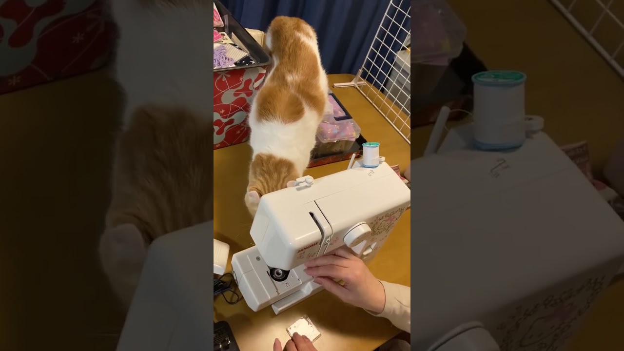 普段見かけないものに目を輝かやかせる猫 #shorts  #猫 #アメリカンカール #cat