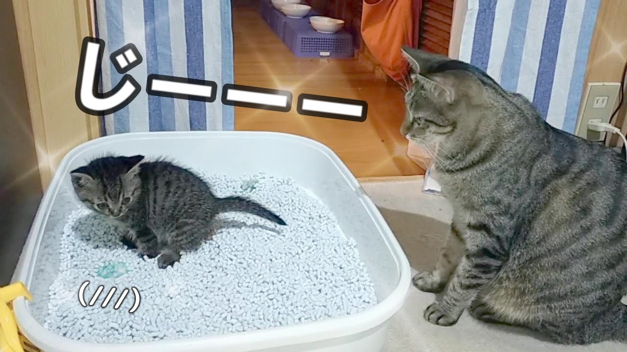 【続・緊急保護子猫】もう大丈夫かな、同じ部屋で目覚めた初めての朝の子猫