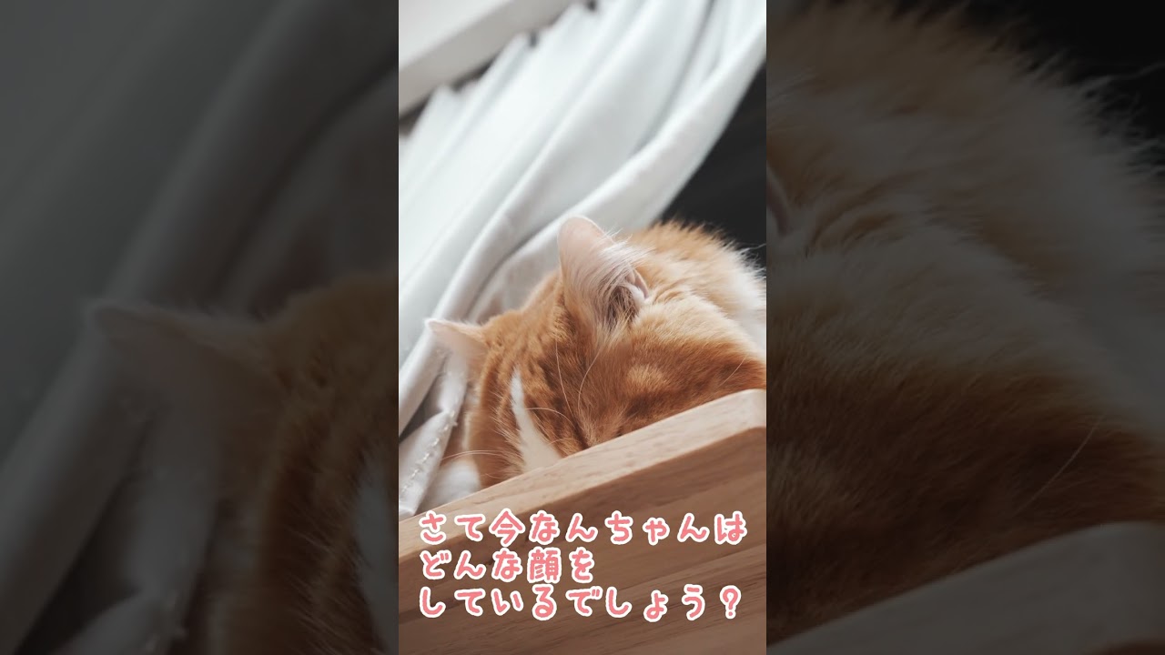 クイズ！マンチカンは今どんな顔？