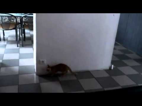 【子猫編】かくれんぼが可愛い