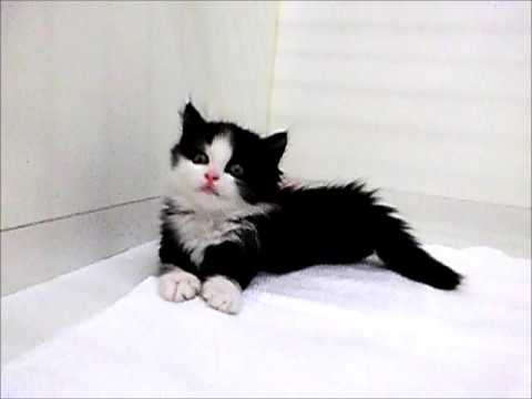 マンチカン♀BLKWH8 27