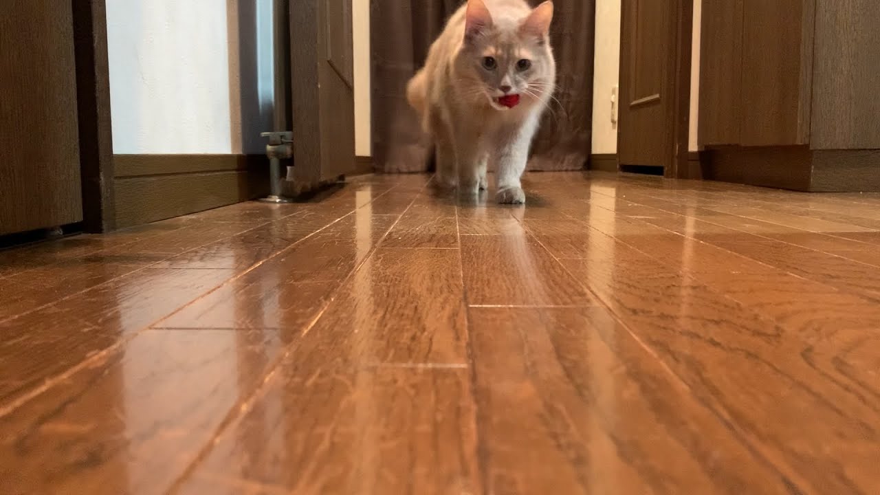 【ソマリ猫】犬みたいにボールを持ってくる愛猫が可愛い！【Somali cat】