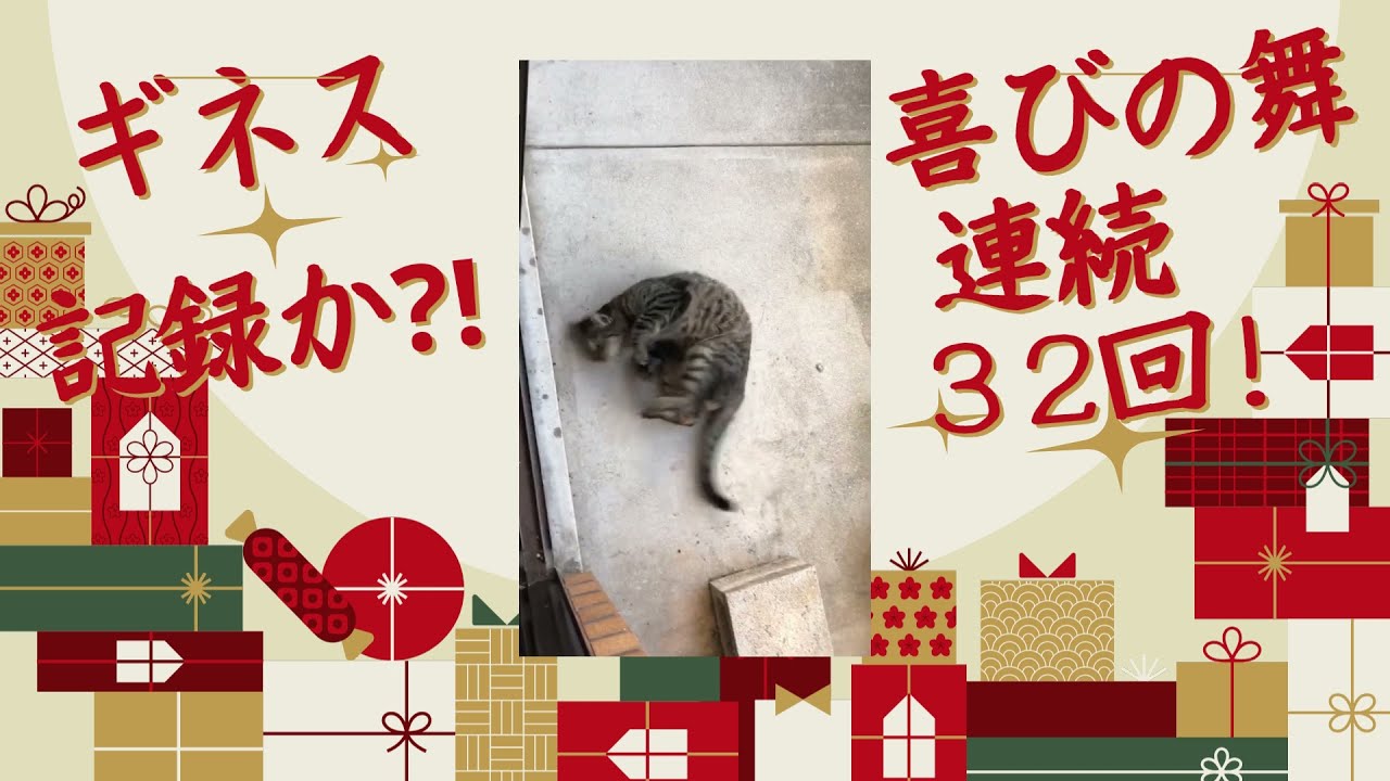 【日本猫のミーちゃん】この動画はスゴイ❣ヤバイ❣ミーちゃんの可愛さMAXに、キュン死注意です★私はキュン死しました☆w【ギネス 記録か⁈】