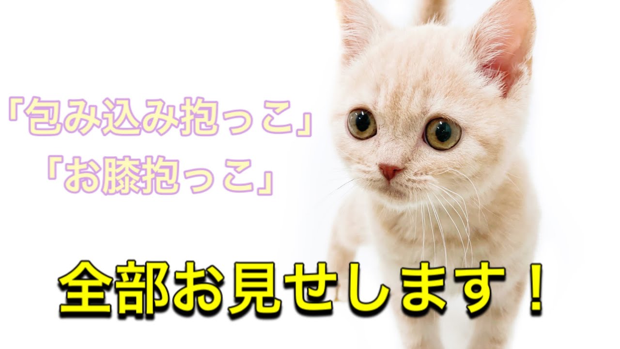 【検証】ブリティッシュショートヘアは抱っこ出来るのか！