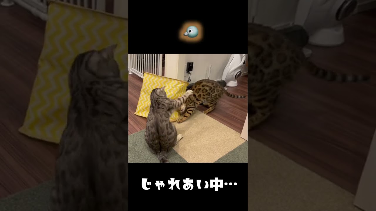 鳴き声がポケモンなネコ