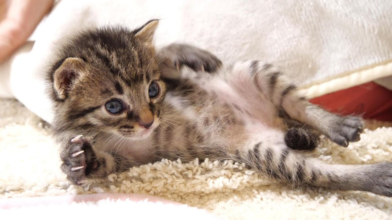 お腹いっぱいになった子猫がすぐに横になっちゃうのでミルクが逆流しないように起こすママ【赤ちゃん猫　保護猫】