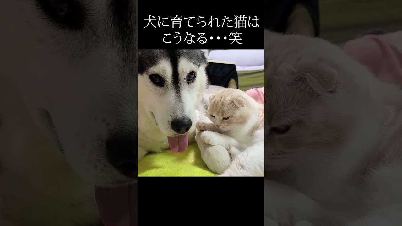 子猫がそばに来てくれてニヤニヤが止まらない犬...#shorts