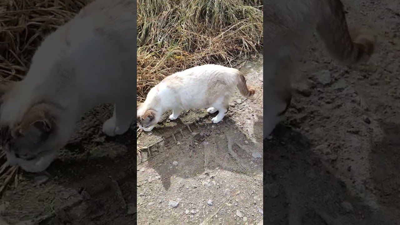 【2022年振り返り】5月頃のシャム猫ミックスは色が白っぽかった　#猫動画 #short