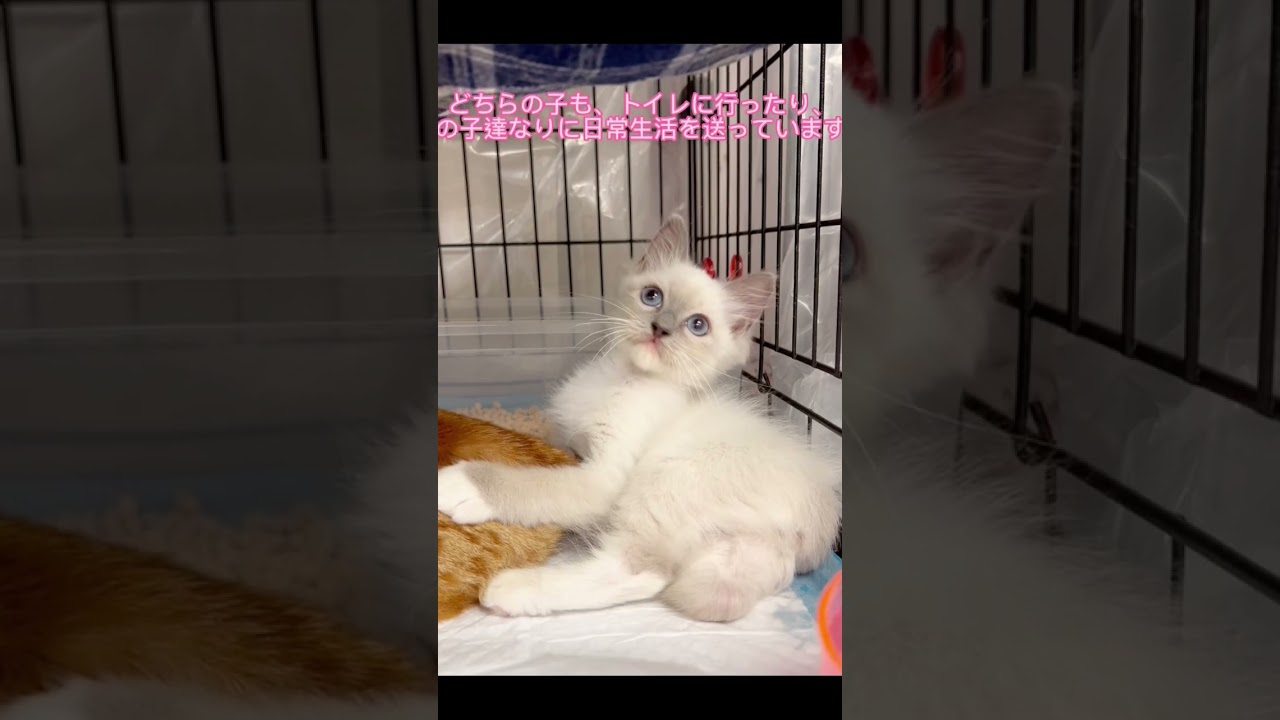 里親募集中子猫ちゃん🐱マンチカン🐈ラグドール子猫ちゃん達